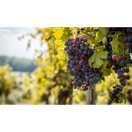 Purple wine grapes