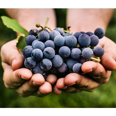 Purple wine grapes 