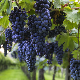 Purple wine grapes