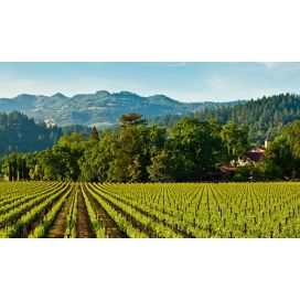 wine vineyards