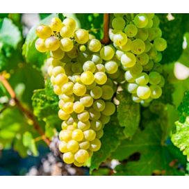 White wine grapes