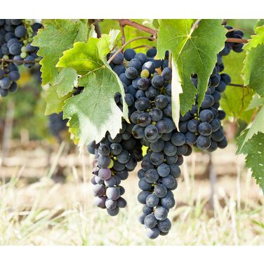 Purple wine grapes 