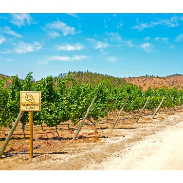 Wine vineyard with a sign