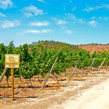 Wine vineyard with a sign