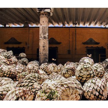 Agaves in a warehouse