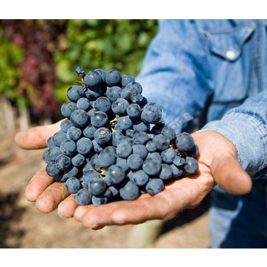 Purple wine grapes 