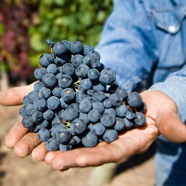 Purple wine grapes 