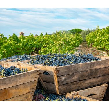 Bucket of purple wine grapes