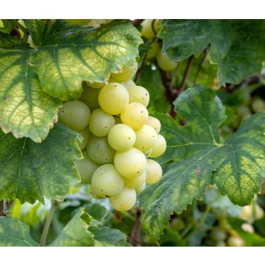 White wine grapes