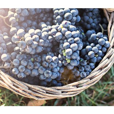 Purple wine grapes 