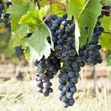 Purple wine grapes 
