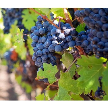 Purple wine grapes 