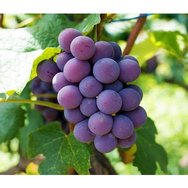 Purple wine grapes 